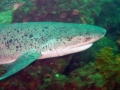 Sevengill Shark