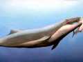 Shastasaurus