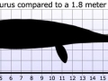 Shastasaurus