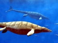 Shastasaurus