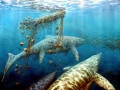 Shastasaurus
