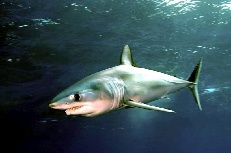 Shortfin Mako Shark