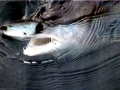 Shortfin Mako Shark
