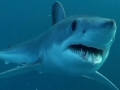 Shortfin Mako Shark