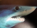 Shortfin Mako Shark