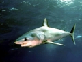 Shortfin Mako Shark