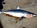 Shortfin Mako Shark