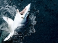 Shortfin Mako Shark