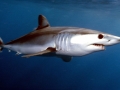 Shortfin Mako Shark
