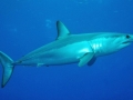 Shortfin Mako Shark