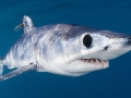 Shortfin Mako Shark