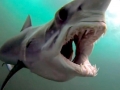 Shortfin Mako Shark