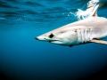 Shortfin Mako Shark