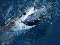 Shortfin Mako Shark
