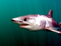 Shortfin Mako Shark