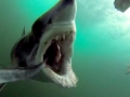 Shortfin Mako Shark