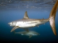 Shortfin Mako Shark