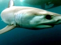 Shortfin Mako Shark