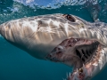 Shortfin Mako Shark