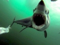 Shortfin Mako Shark