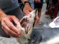 Shortfin Mako Shark