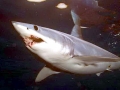Shortfin Mako Shark