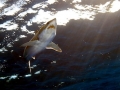 Shortfin Mako Shark