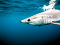 Shortfin Mako Shark
