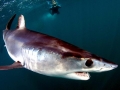 Shortfin Mako Shark