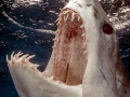 Shortfin Mako Shark