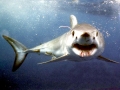 Shortfin Mako Shark