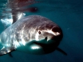 Shortfin Mako Shark