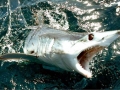 Shortfin Mako Shark