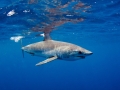 Shortfin Mako Shark