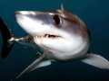 Shortfin Mako Shark
