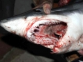 Shortfin Mako Shark