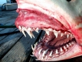 Shortfin Mako Shark