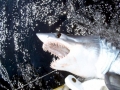 Shortfin Mako Shark