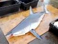 Shortfin Mako Shark