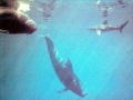 Short-finned Pilot Whale