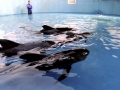 Short-finned Pilot Whale