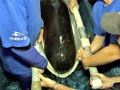 Short-finned Pilot Whale