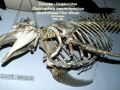 Short-finned Pilot Whale