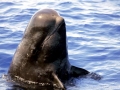 Short-finned Pilot Whale