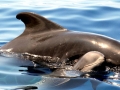 Short-finned Pilot Whale