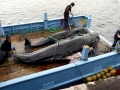Short-finned Pilot Whale
