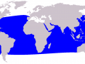 Short-finned Pilot Whale
