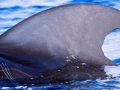 Short-finned Pilot Whale