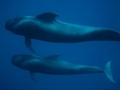 Short-finned Pilot Whale