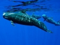 Short-finned Pilot Whale